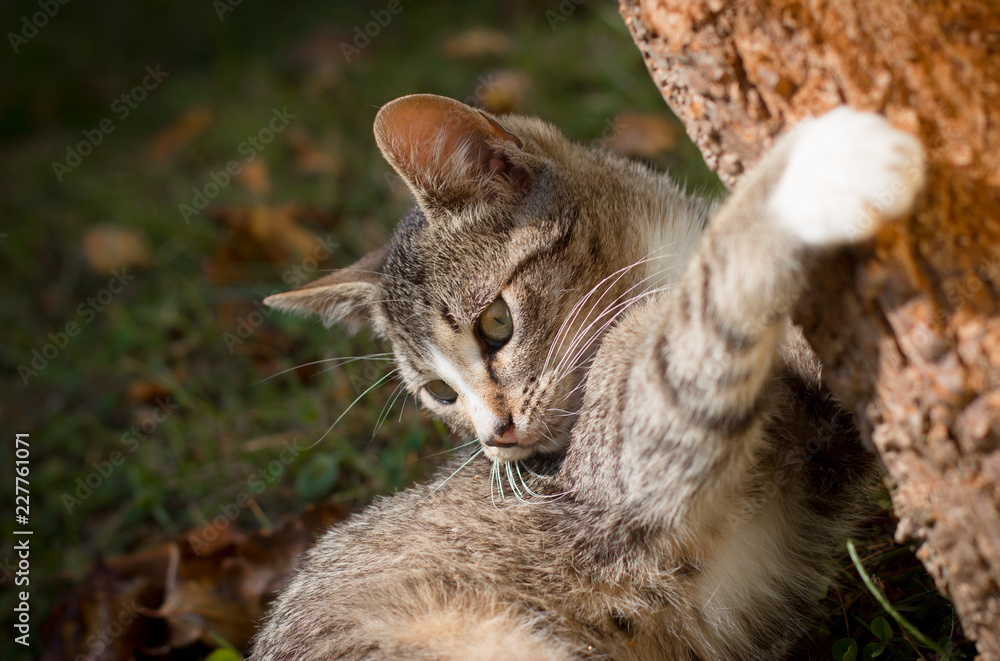 Pretty little cat outdoor Pretty little cat outdoor