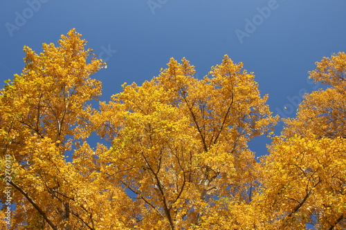 Fototapeta Naklejka Na Ścianę i Meble -  autumn in the sky