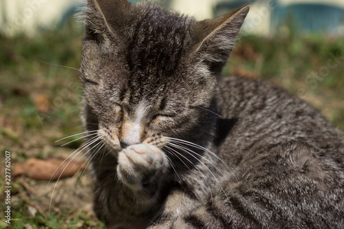 Pretty little cat outdoor