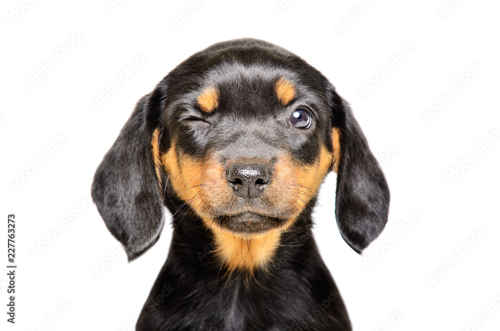 Portrait of a funny winking puppy, isolated on white background