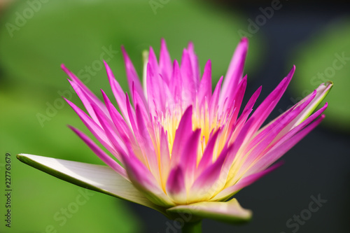 close up of blooming beautiful lotus flower