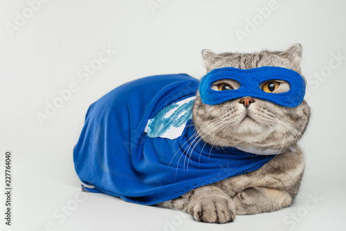 superhero, scotch whiskey with a blue cloak and mask. The concept of a superhero, super cat, leader. On a white background.Macho, Isolate © Anton