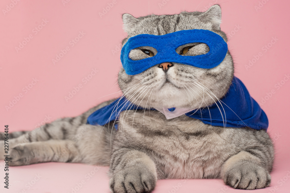 superhero, scotch whiskey with a blue cloak and mask. The concept of a superhero, super cat, leader. On a pink background. Macho and cute cat - obrazy, fototapety, plakaty 