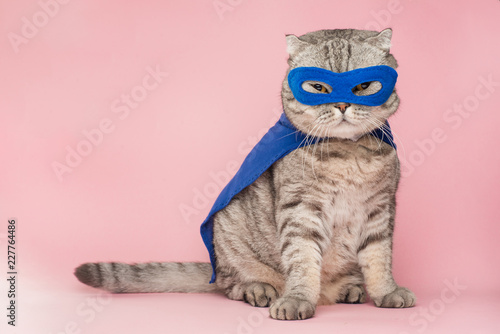 superhero, scotch whiskey with a blue cloak and mask. The concept of a superhero, super cat, leader. On a pink background. Macho and cute cat