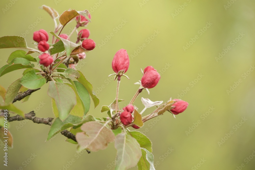 blooming branch of apple tree in spring blooming branch of apple tree in spring