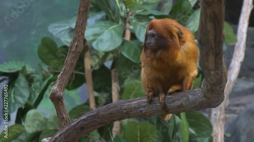 Golden lion tamarin monkey on a branch 4K