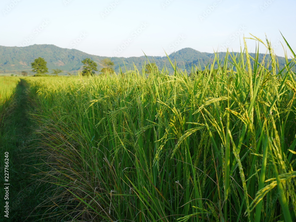 organic green rice nature farm