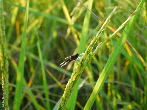 A Dragon fly in green nature © amonphan