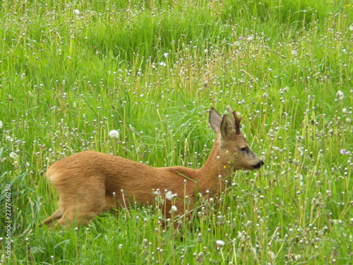 Chevreuil sauvage