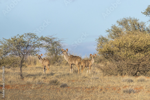 Greater kudu (Tragelaphus strepsiceros), female with two youngsters, Kalahari, Namibia.