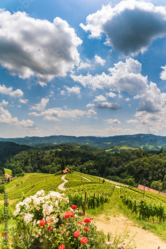 Sulztal, Styria / Austria Vineyards Sulztal Leibnitz area famous destination wine street area south Styria , wine country in summer. Tourist destination. Green hills and crops of grapes. Tourist spot. photo