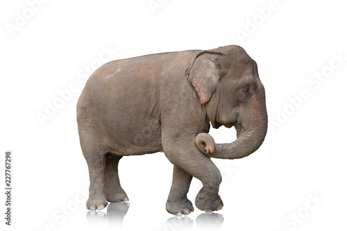 One elephant isolated on white background
