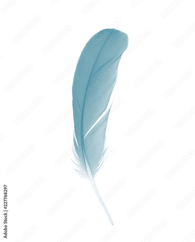 Beautiful feather color azure blue isolated on white background