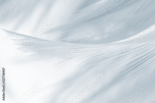 Obraz na plátne Beautiful white gray colors tone feather texture background