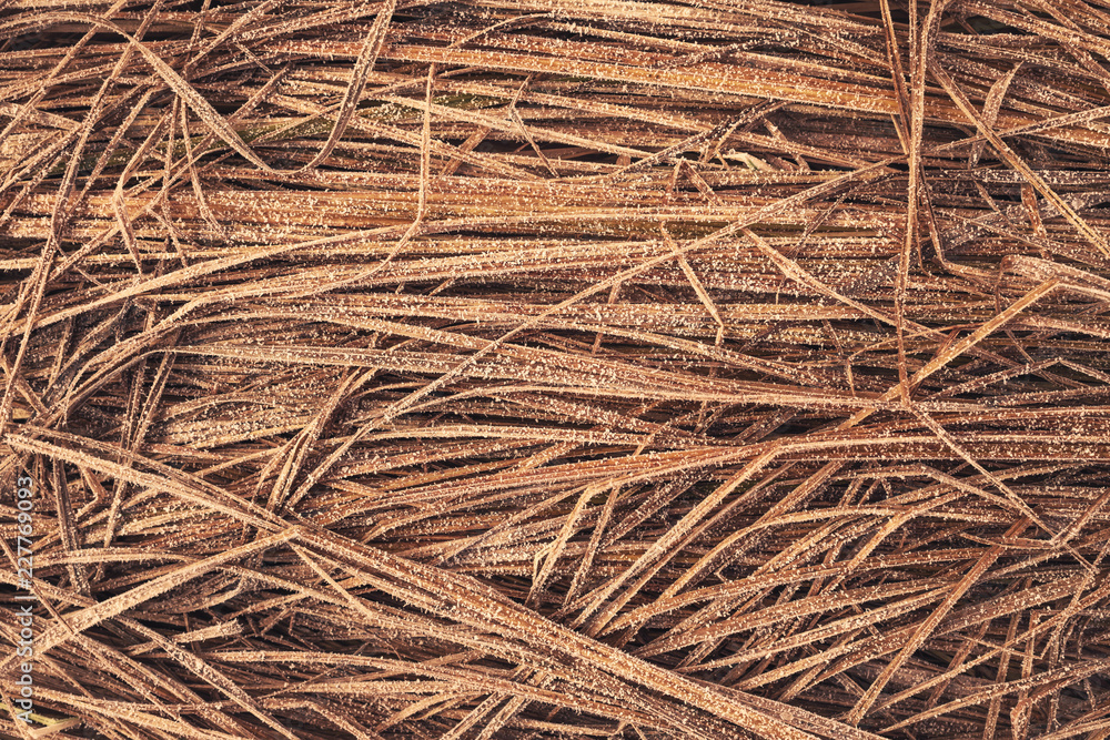 Abstract natural background of dry grass covered with hoarfrost Abstract natural background of dry grass covered with hoarfrost