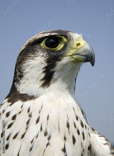 LANNER FALCON IN CLOSE UP
