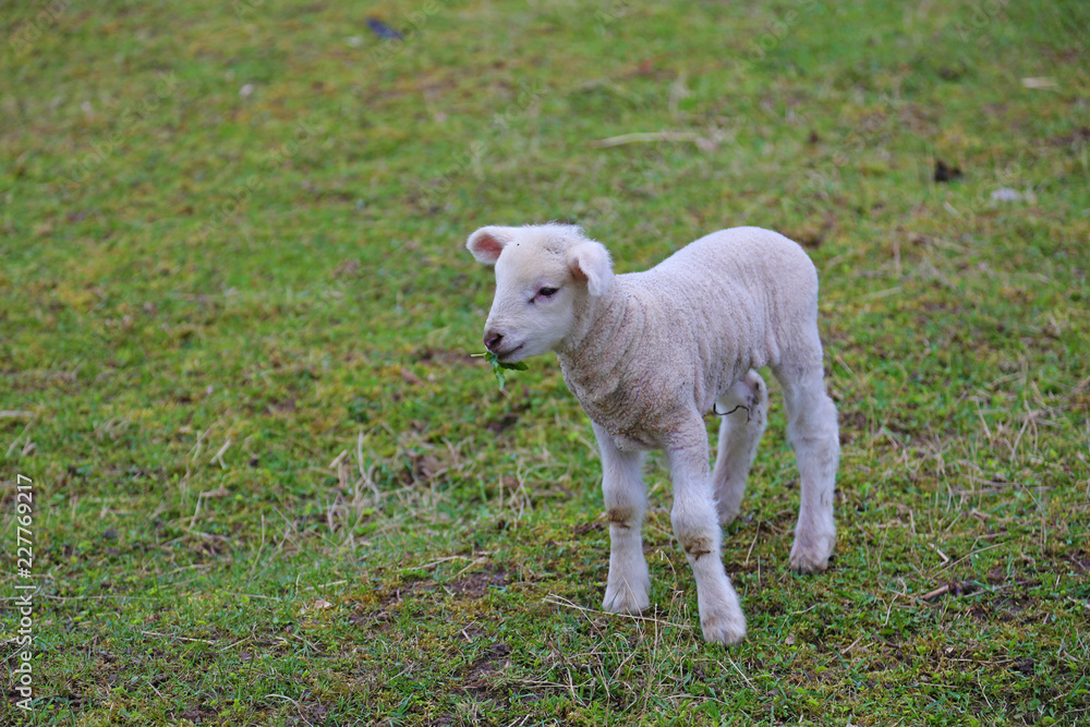 Obraz premium sheep in field