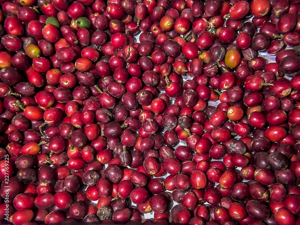 cranberries in a bowl cranberries in a bowl