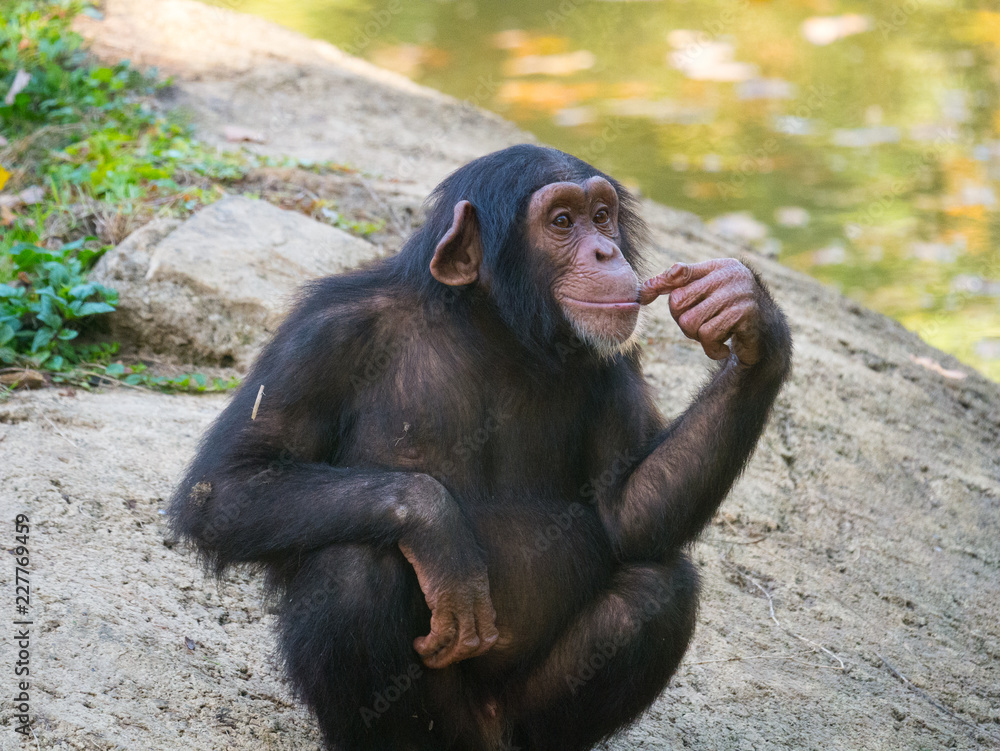 Chimpanzé Chimpanzé