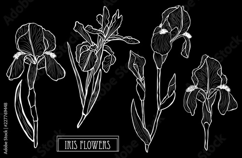 Fototapeta Naklejka Na Ścianę i Meble -  hand drawn floral decoration