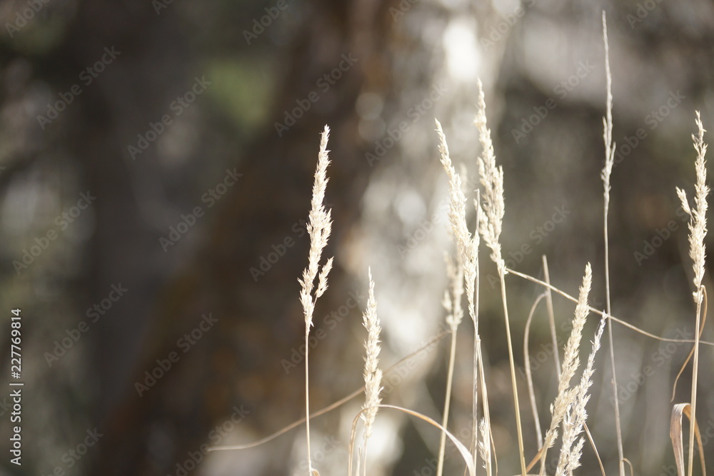 spikelets spikelets