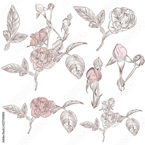 Collection of vector hand drawn roses for design