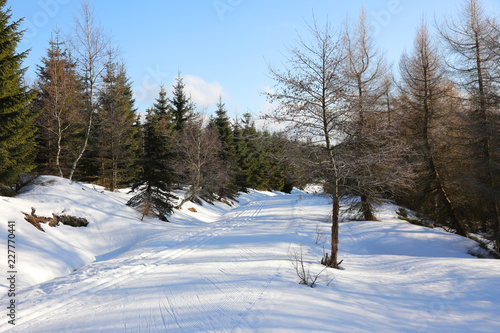 winter landscape with road and trees