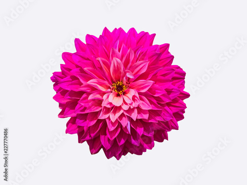 Flower garden of dahlia of autumn.