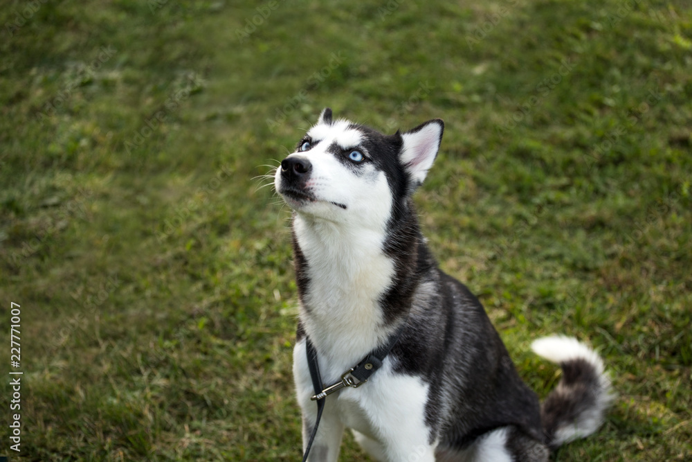 pedigreed husky dog