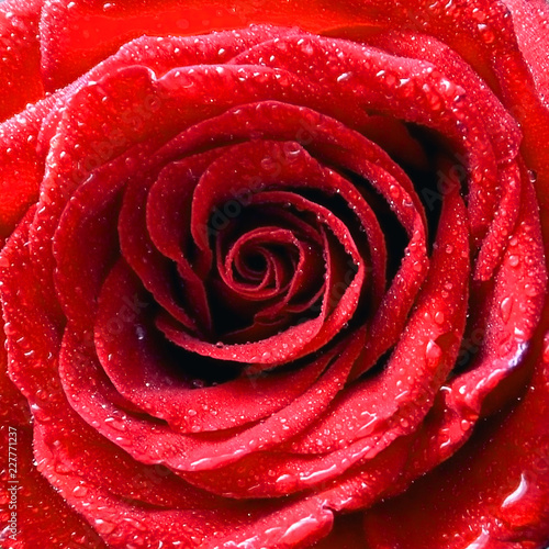 Fototapeta Naklejka Na Ścianę i Meble -  Красивая цветущая красная роза в росе