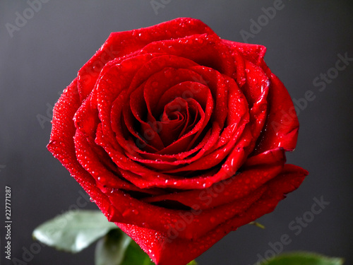 Красивая цветущая красная роза в росе на сером фоне