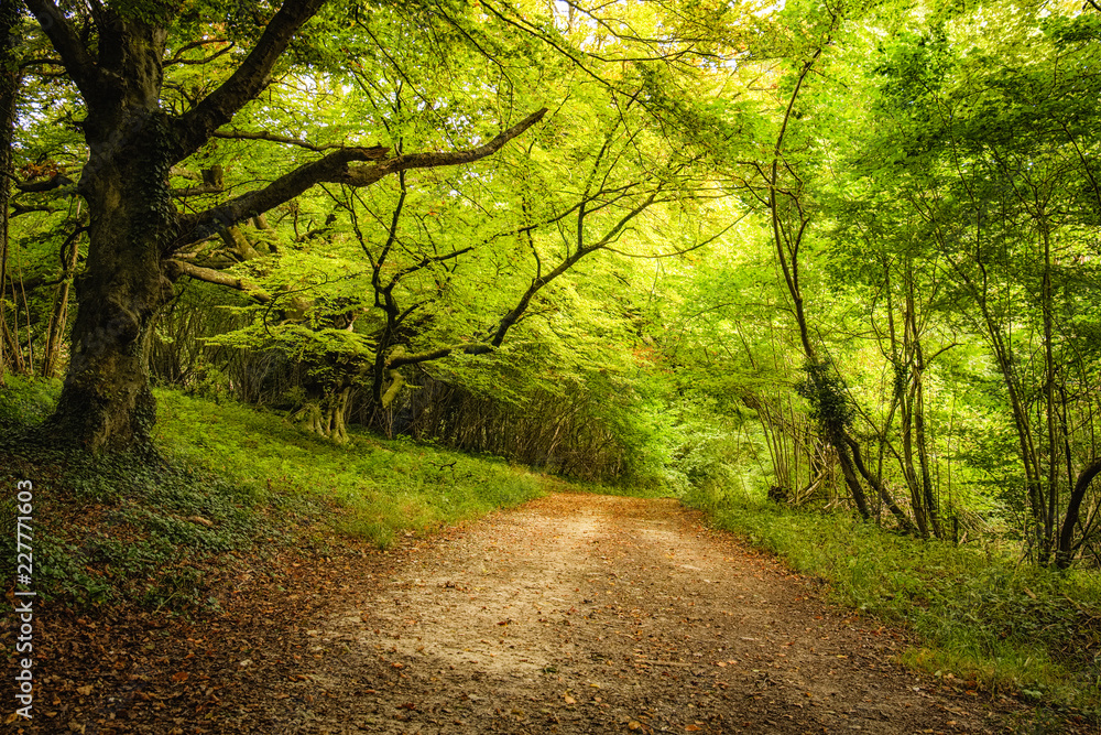 pathway through dense green woodland on Goodwood estate in England pathway through dense green woodland on Goodwood estate in England