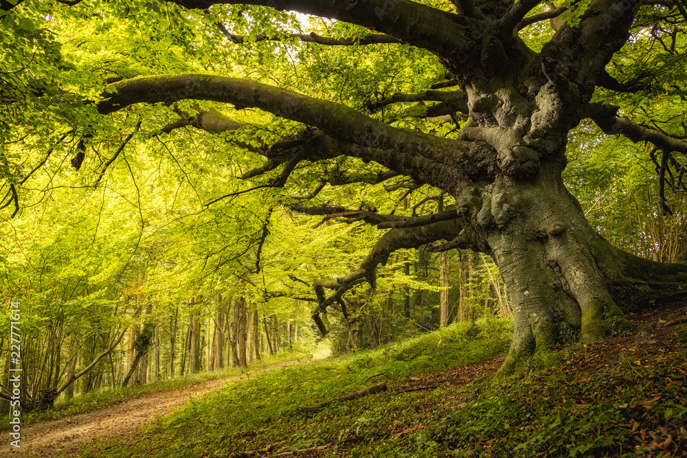 Old Beech tree in woodland on Goodwood estate in England - obrazy, fototapety, plakaty 