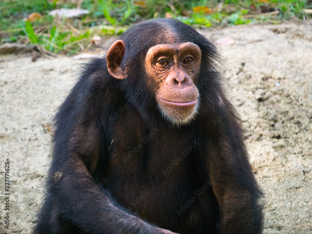 Chimpanzé
