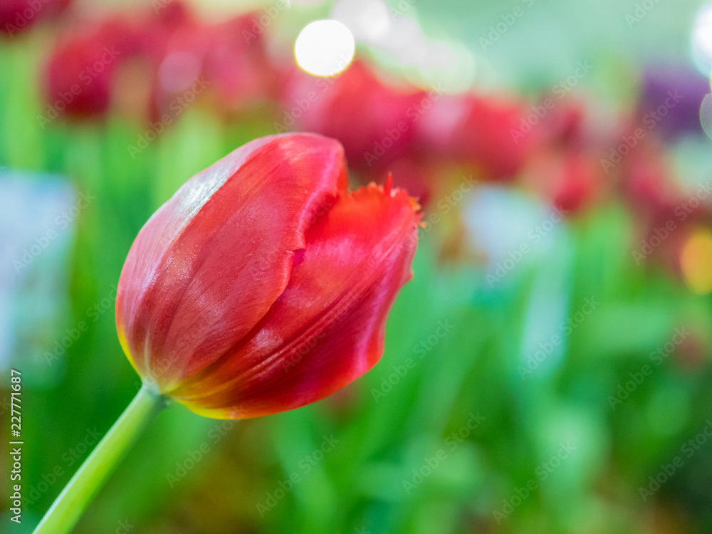Fototapeta premium Beautiful Tulips, Darwin Hybrid Red Tulips in a flowerbed