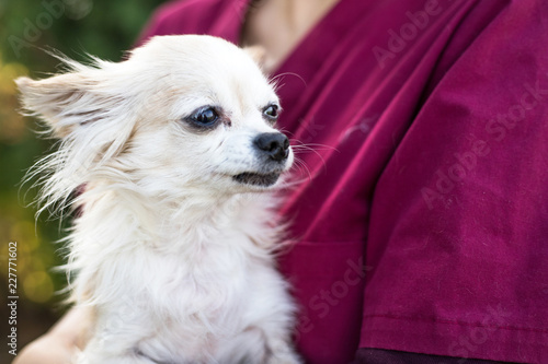 old chihuahua dog with vet © marcinm111