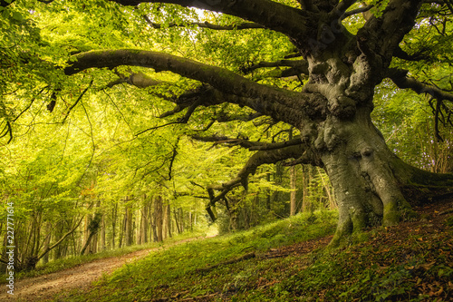 Tableau sur toile Old Beech tree in woodland on Goodwood estate in England