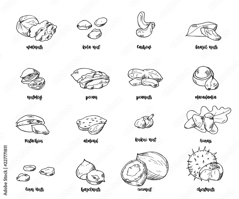 Nuts and seeds vector collection. Hand drawn elements. Objects on white background in sketch style