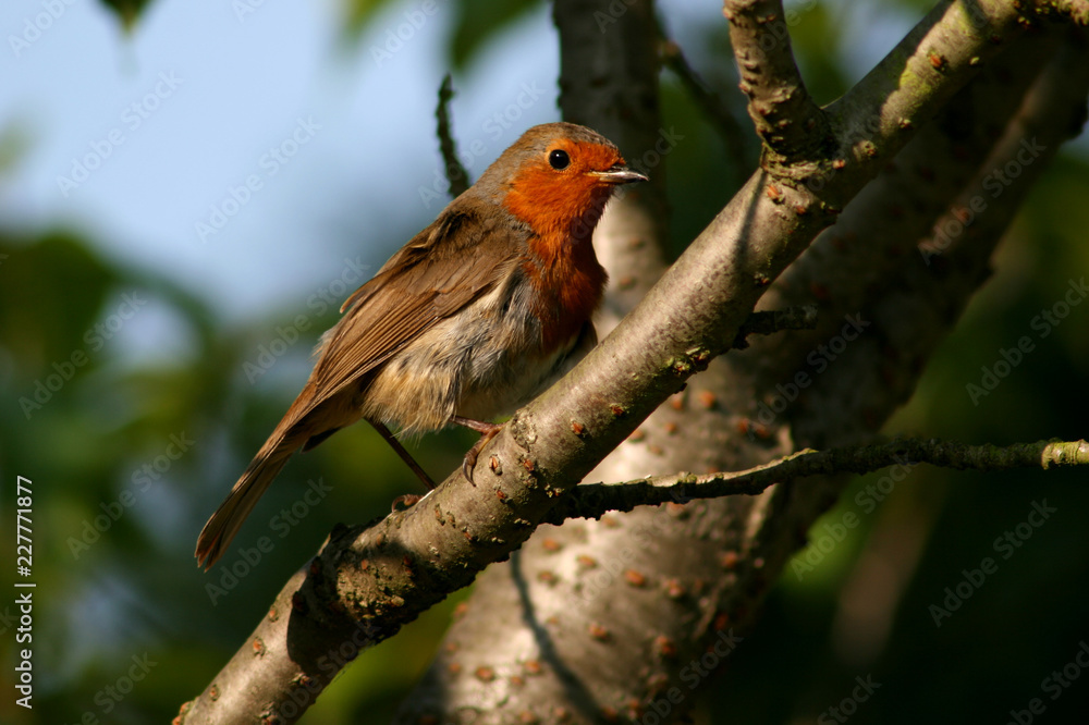 Robin perch on branch of cherry tree Robin perch on branch of cherry tree