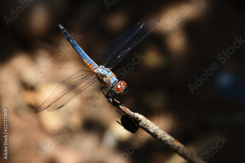 Blue dasher dragonfly with pattern of yellow and orange on the side of the body, Predator insects with transparent wings on a branch with natural black and brown  background
 photo