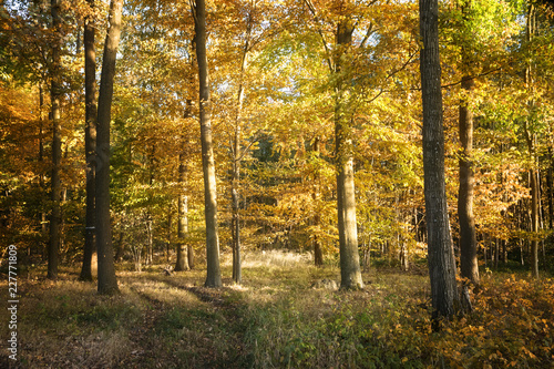 Fototapeta Naklejka Na Ścianę i Meble -  autumn forest with colorful foliage, seasonal nature background