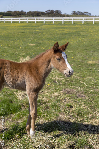 Horse on a farm