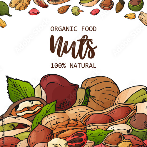 Hand drawn nuts and seeds. Pistachios, brasil nuts, pecan, hazelnut, nutmeg, cashew, macadamia, walnut, almont and etc. Vector illustration photo