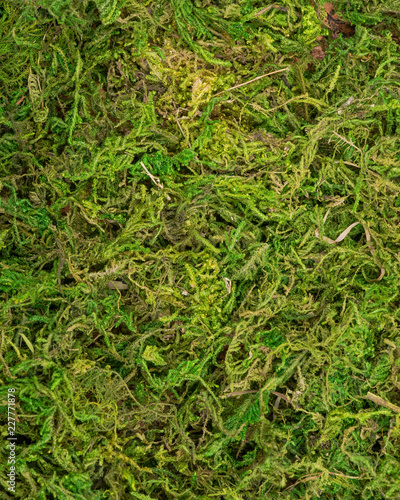 Fresh natural Green forest moss preserved like texture, background