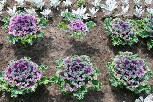 Ornamental cabbage planted in rows
