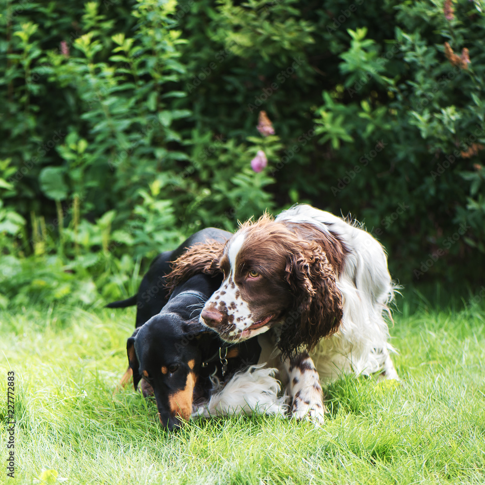 Funny young dogs breed english springer spaniel and dachshund play togethe on in summer nature
