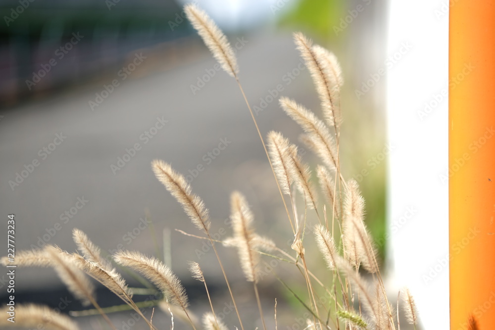 ears of wheat ears of wheat