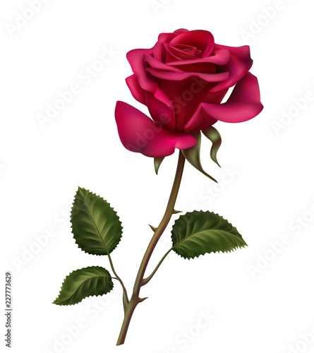 red pink velvet rose flower bud with green leaves illustration white background