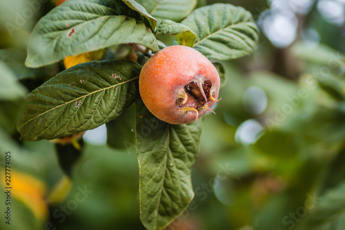 Bild auf Leinwand Ripe medlar fruit on a tree branch