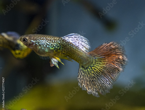 Guppy (Poecilia reticulata), also known as rainbow fish, is one of the world's most widely distributed tropical fish